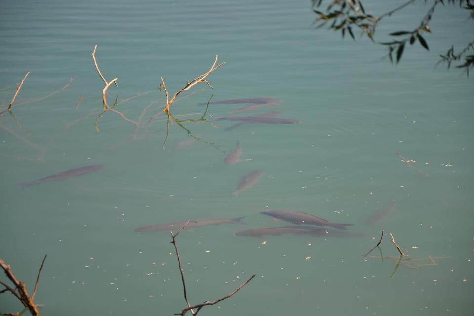 crapi - 971540622962794398198154468553n.jpg